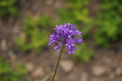 Dichelostemma multiflorum
