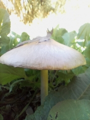 Volvopluteus gloiocephalus