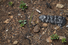 Calochortus coeruleus