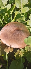 Volvopluteus gloiocephalus
