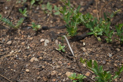 Calochortus coeruleus