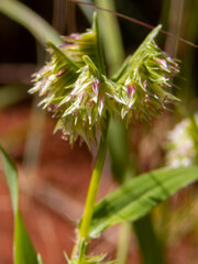Dactyloctenium radulans