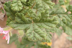 Pelargonium quercifolium