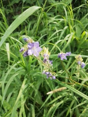 Polemonium caeruleum