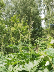 Aconitum septentrionale