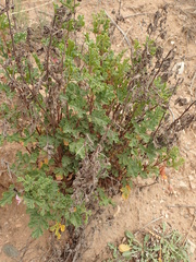 Pelargonium quercifolium