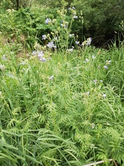 Polemonium caeruleum