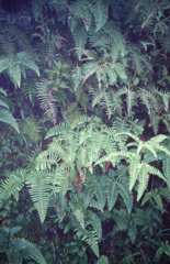 Dicranopteris splendida
