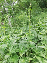 Aconitum septentrionale