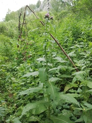 Cirsium helenioides