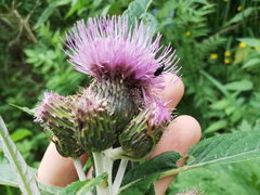 Cirsium helenioides