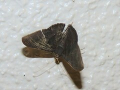 Sphacelodes vulneraria