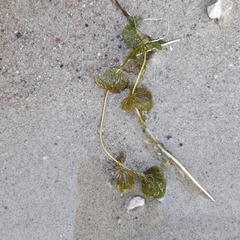 Ranunculus circinatus