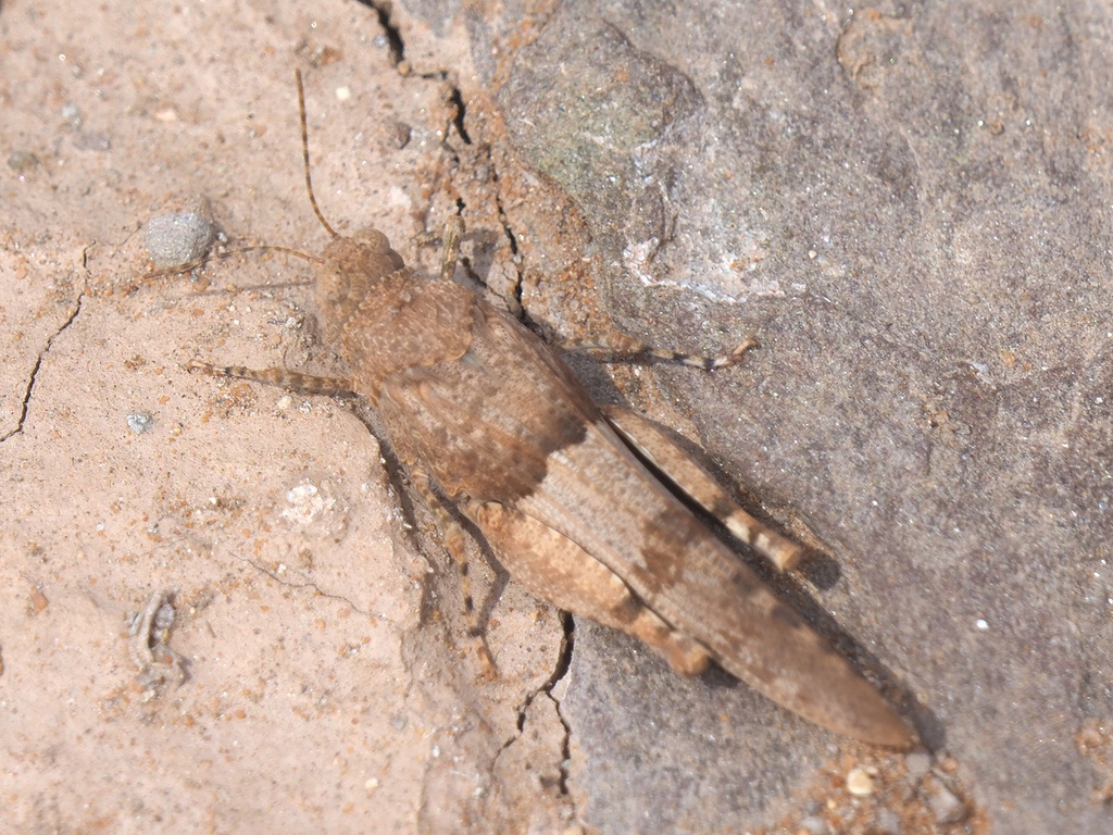 Sphingonotus capensis