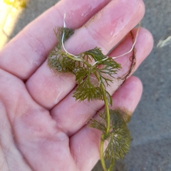 Ranunculus circinatus