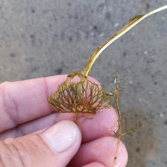 Ranunculus circinatus