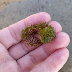 Ranunculus circinatus