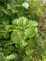 Syringa