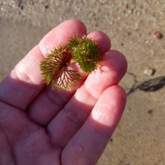 Ranunculus circinatus