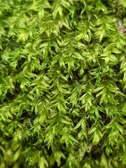 Plagiothecium nemorale