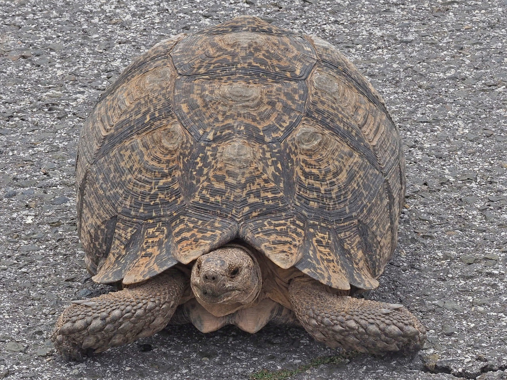 Leopard Tortoise from R329 w. Steytlerville, Cacadu, Eastern Cape ...