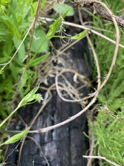 Stellaria borealis