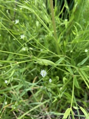 Stellaria borealis