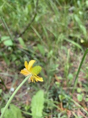 Ranunculus cardiophyllus