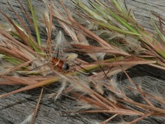 Cymbopogon procerus