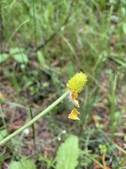 Ranunculus cardiophyllus