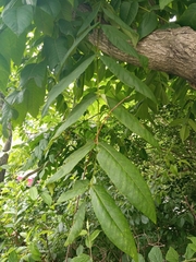 Juglans mandshurica