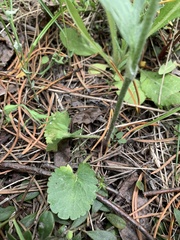 Ranunculus cardiophyllus