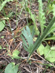 Ranunculus cardiophyllus
