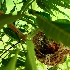 Zosterops palpebrosus