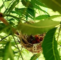 Zosterops palpebrosus