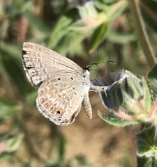 Euchrysops malathana