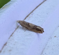 Eucosma conterminana