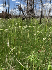 Antennaria corymbosa