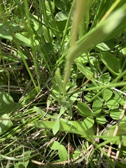 Antennaria corymbosa