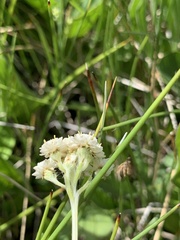 Antennaria corymbosa