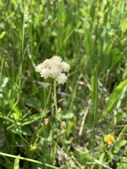 Antennaria corymbosa