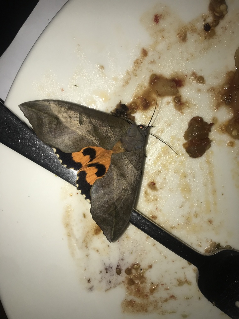 African Common Fruit-piercing Moth