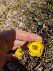Ranunculus adoneus