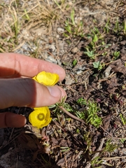 Ranunculus adoneus