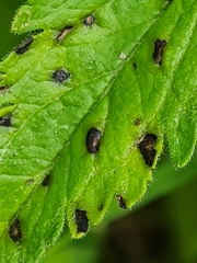 Discogloeum veronicae