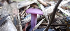 Lepista nuda