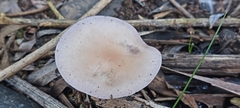 Lepista nuda