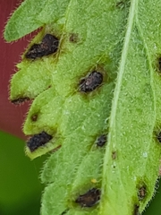 Discogloeum veronicae