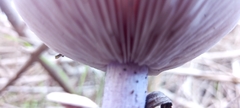 Lepista nuda