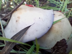 Lepista nuda
